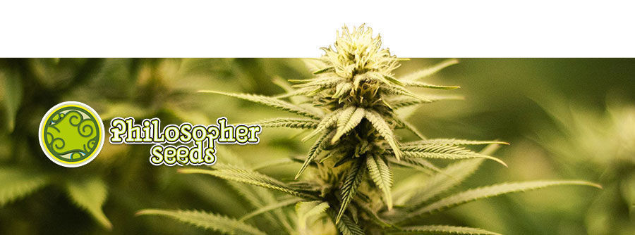 Information About Philosopher Seeds Information About Philosopher Seeds