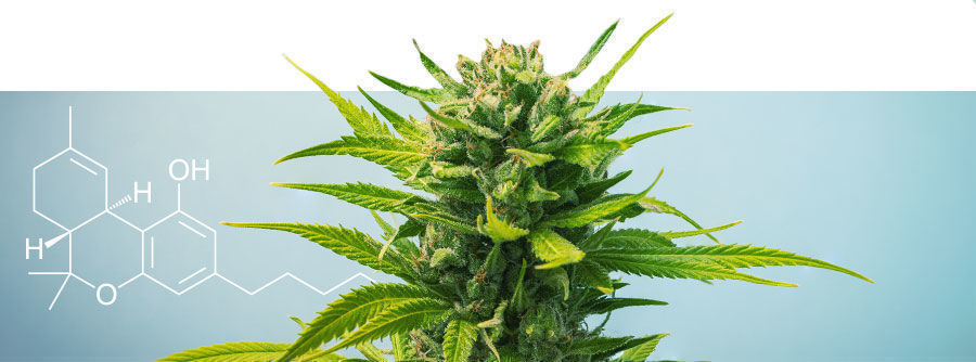 En guide till sorter med högt THC-innehåll En guide till sorter med högt THC-innehåll