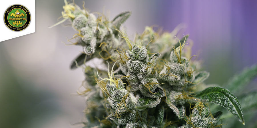 Atlant CBD från VIP Seeds Atlant CBD från VIP Seeds