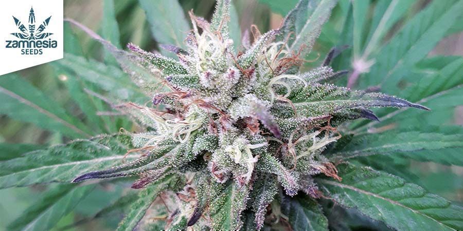 CBD Fix av Zamnesia Seeds CBD Fix By Zamnesia Seeds