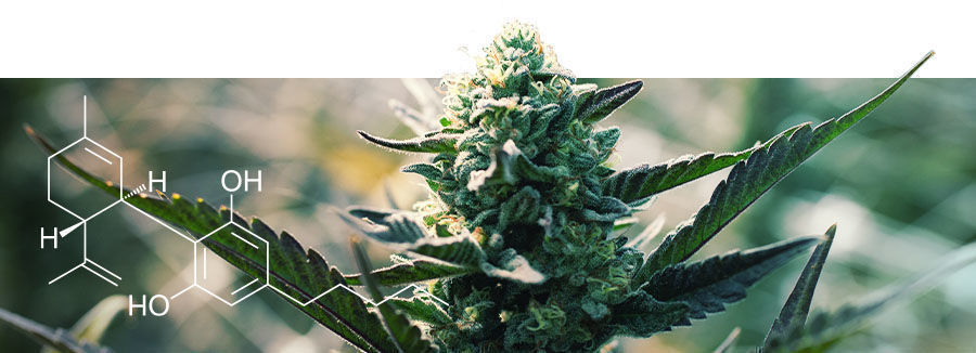 Om cannabis med högt CBD-innehåll Om cannabis med högt CBD-innehåll