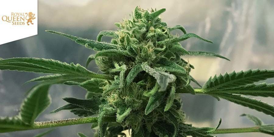 Royal Highness av Royal Queen Seeds Royal Highness By Royal Queen Seeds