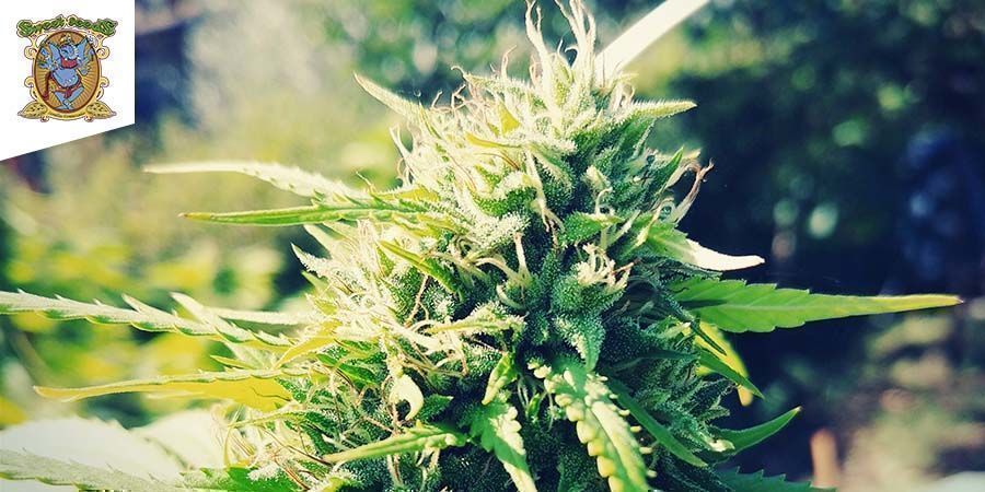 Sweet Pure CBD av Sweet Seeds Sweet Pure CBD By Sweet Seeds