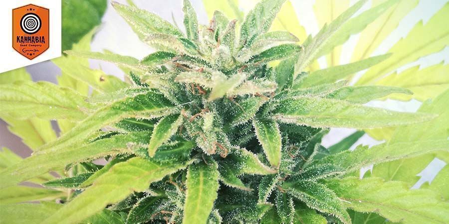 Swiss Dream Auto CBD av Kannabia Seeds Swiss Dream Auto CBD By Kannabia Seeds