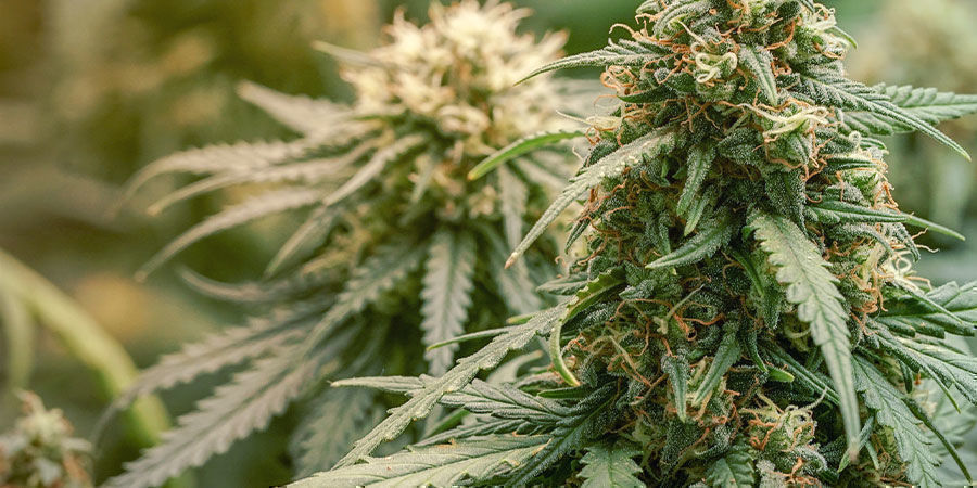 Vad räknas som en sort med högt CBD-innehåll? Vad räknas som en sort med högt CBD-innehåll?