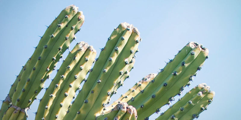 Peruvian torch (Echinopsis peruviana)