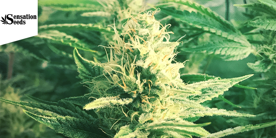 White Widow (Sensation Seeds) feminiserade