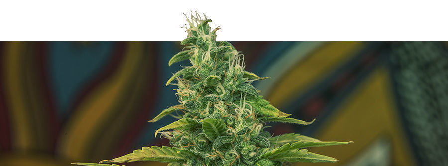Information om Kalashnikov Seeds
