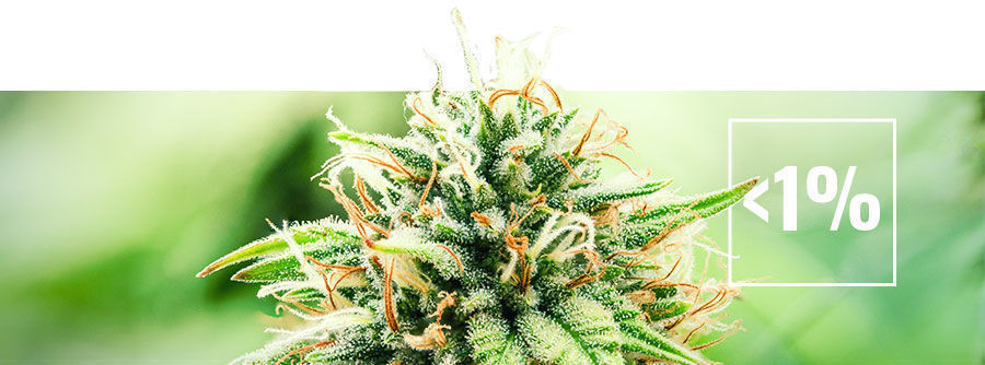 Om cannabis med låg THC-halt (under 1%) Om cannabis med låg THC-halt (under 1%)