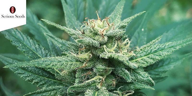 Serious 6 (Serious Seeds) feminiserade