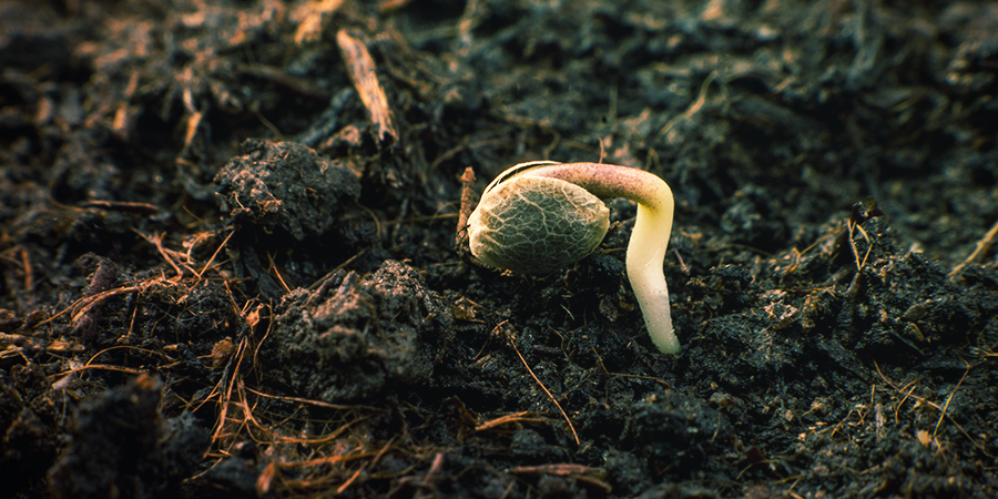 Hur gror du Sensi Seeds? Hur gror du Sensi Seeds?