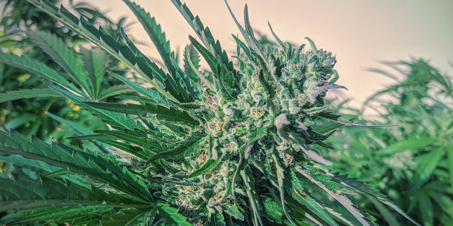 Vilka är de bästa autoflower cannabisfröna från Sensi Seeds? Vilka är de bästa autoflower cannabisfröna från Sensi Seeds?