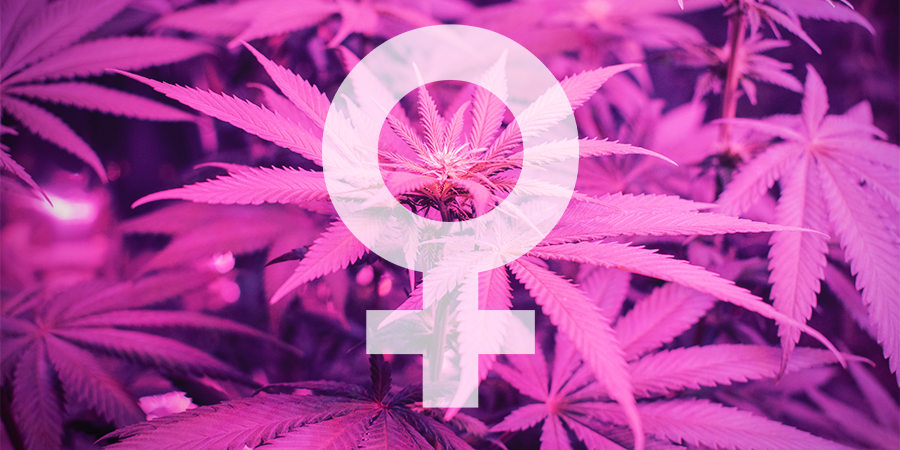 Vilka är de bästa feminiserade cannabisfröna från Sensi Seeds? Vilka är de bästa feminiserade cannabisfröna från Sensi Seeds?