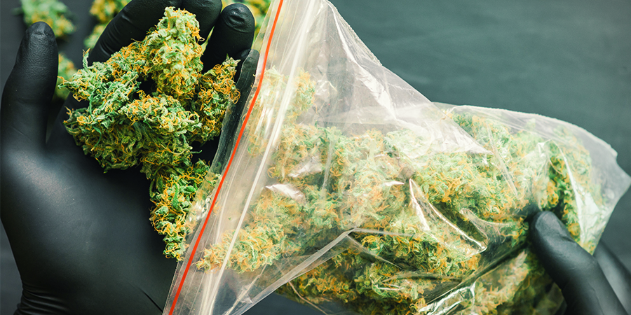 Vilka är de mest högavkastande cannabissorterna från Sensi Seeds? Vilka är de mest högavkastande cannabissorterna från Sensi Seeds?