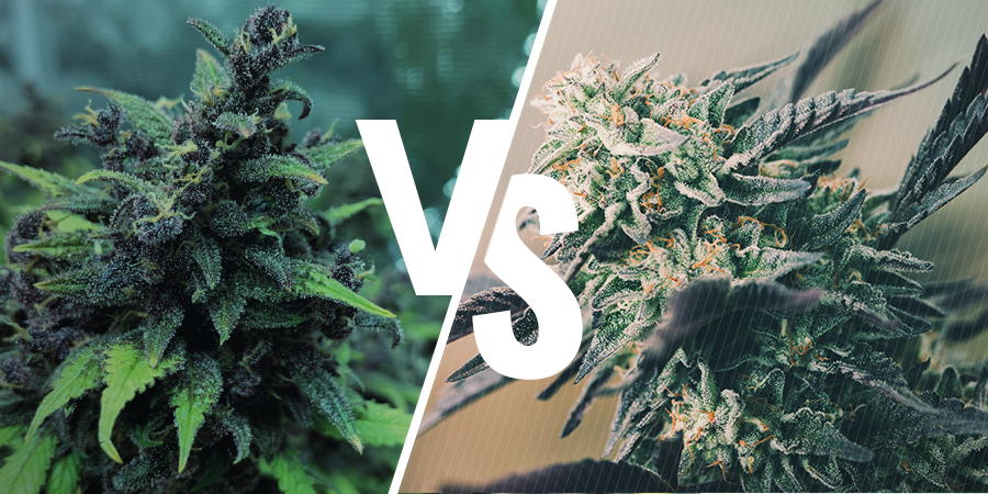 Skillnaden mellan feminiserade, Autoflower och reguljära frön? Skillnaden mellan feminiserade, Autoflower och reguljära frön
