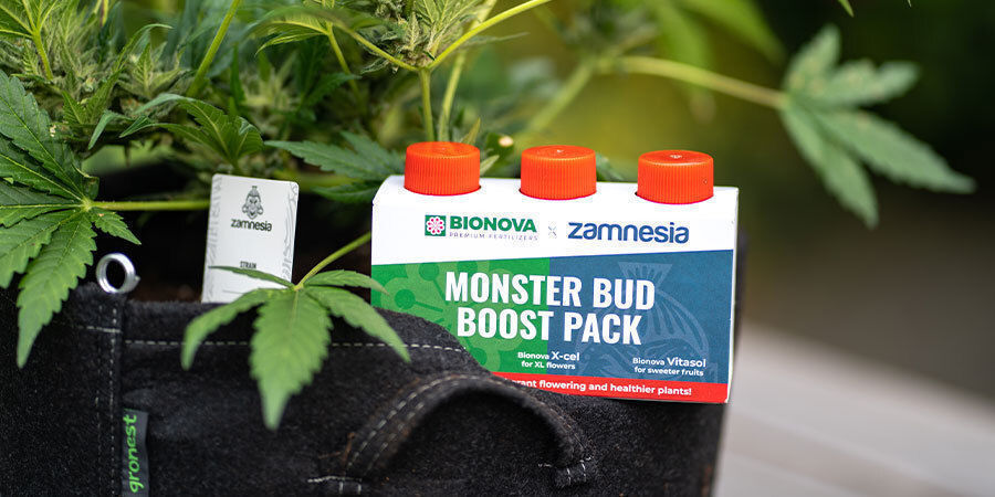 Produkter som kan förbättra cannabisplantors prestanda Andra produkter som kan förbättra cannabisplantors prestanda