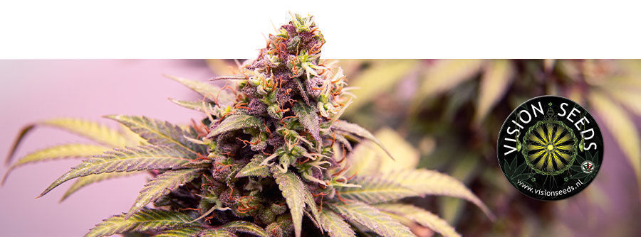 Information om Vision Seeds Information om Vision Seeds