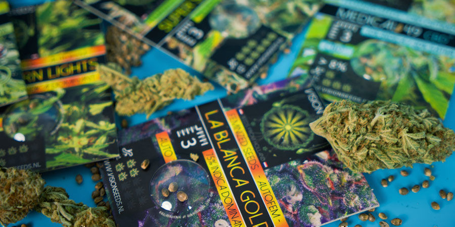 Mest populära Cannabisfrön från Vision Seeds Mest populära Cannabisfrön från Vision Seeds