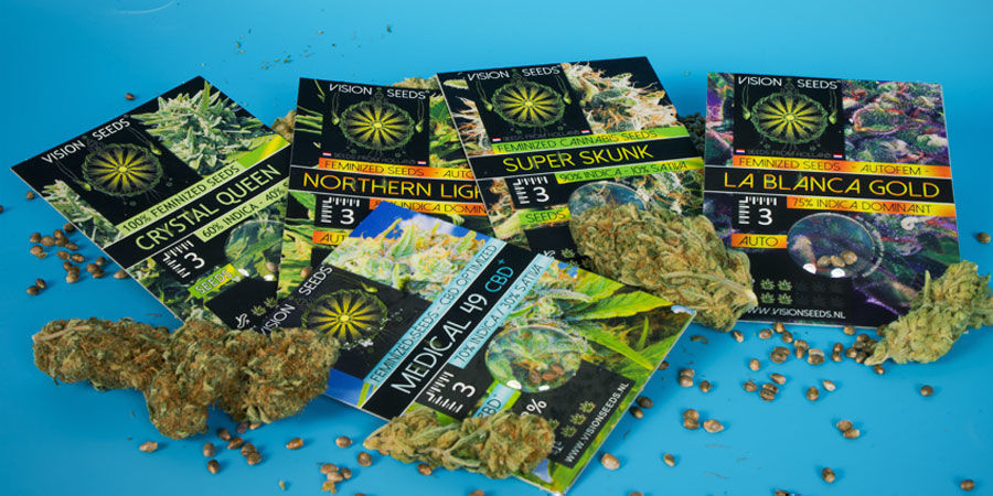 Historien bakom Vision Seeds The Story Behind Vision Seeds