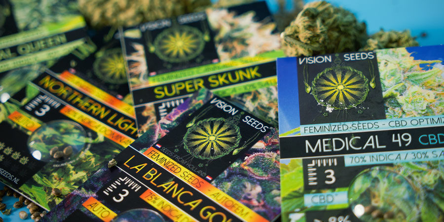Vision Seeds: Endast tillgängliga som Feminiserade cannabisfrön Vision Seeds: Available As Feminized Seeds Only