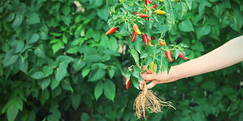 Hur och när du ska plantera om dina chiliplantor Odla chilipeppar – hur och när du ska plantera om dina chiliplantor