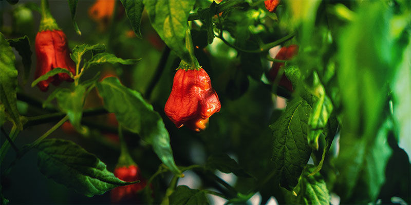 Sätt extra sting på livet och odla dina egna heta chiliplantor Sätt extra sting på livet och odla dina egna heta chiliplantor