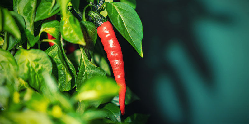 Vilka är några av de populäraste starka chilifrukterna? Vilka är några av de populäraste starka chilifrukterna?