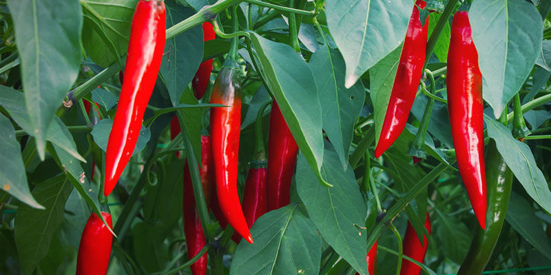 När ska chilifrukter skördas? Odla chilipeppar – när ska chilifrukter skördas?