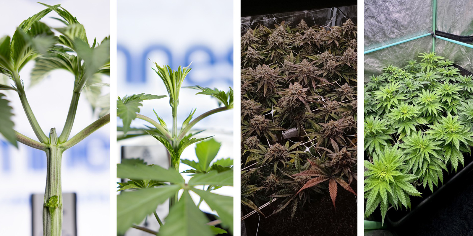 Alternativ till LST för Autoflower Alternatives to LST for autoflowers