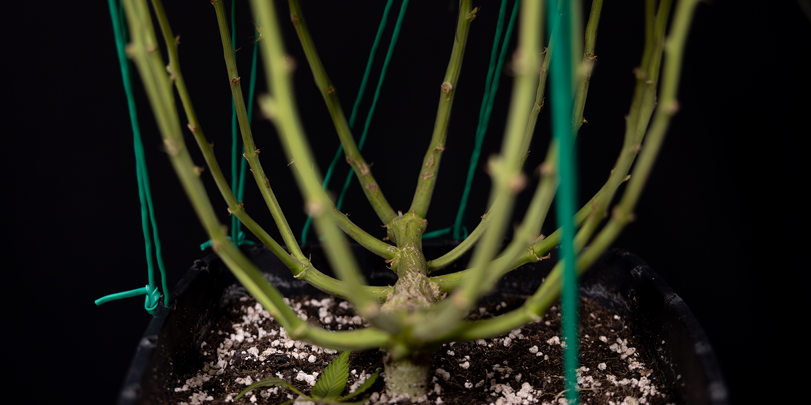 LST: Hemligheten bakom glada, friska Autoflower? LST: The secret to happy, healthy autoflowers?