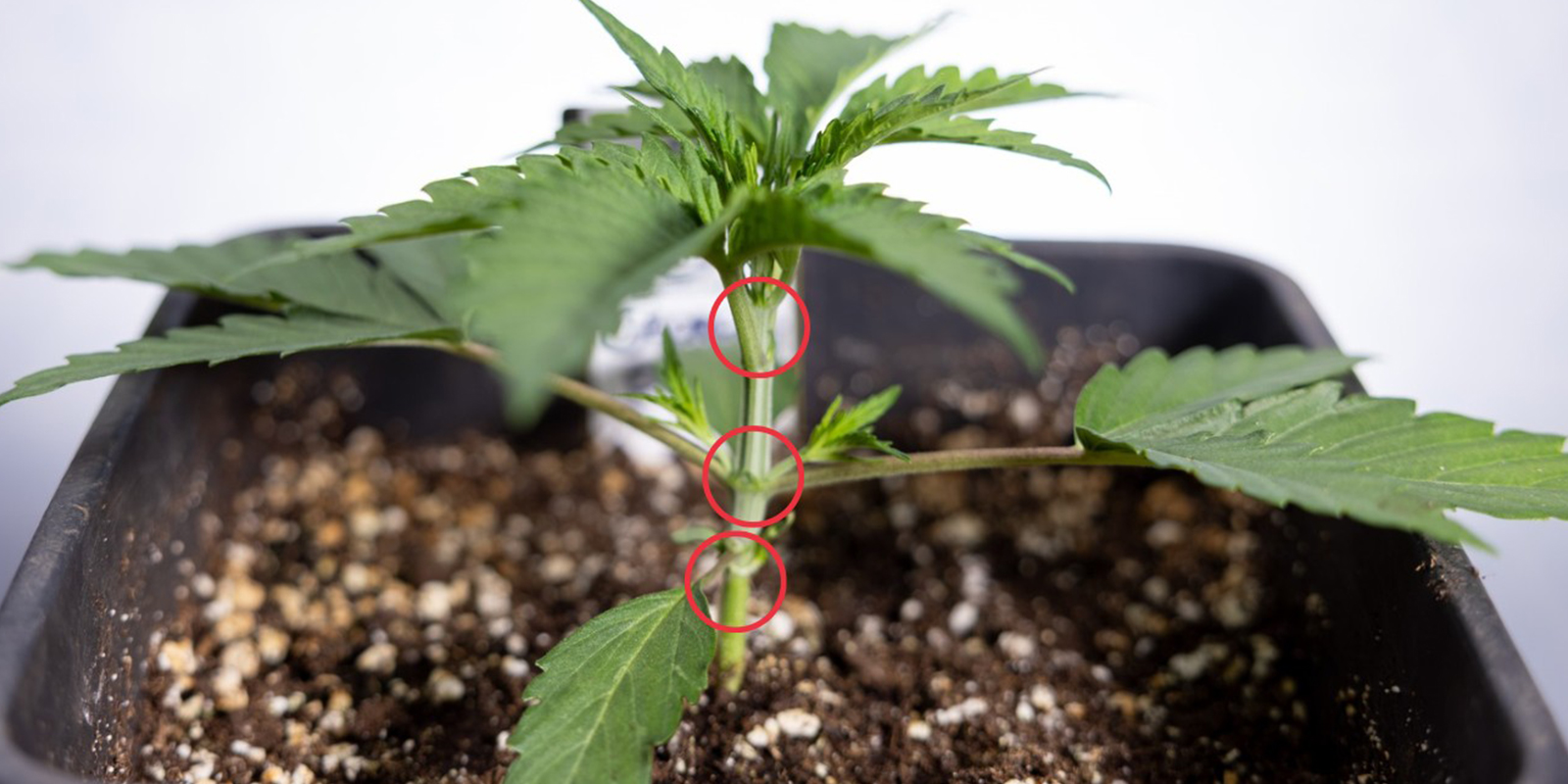 När ska man börja med LST på Autoflower? När ska man börja med LST på Autoflower?
