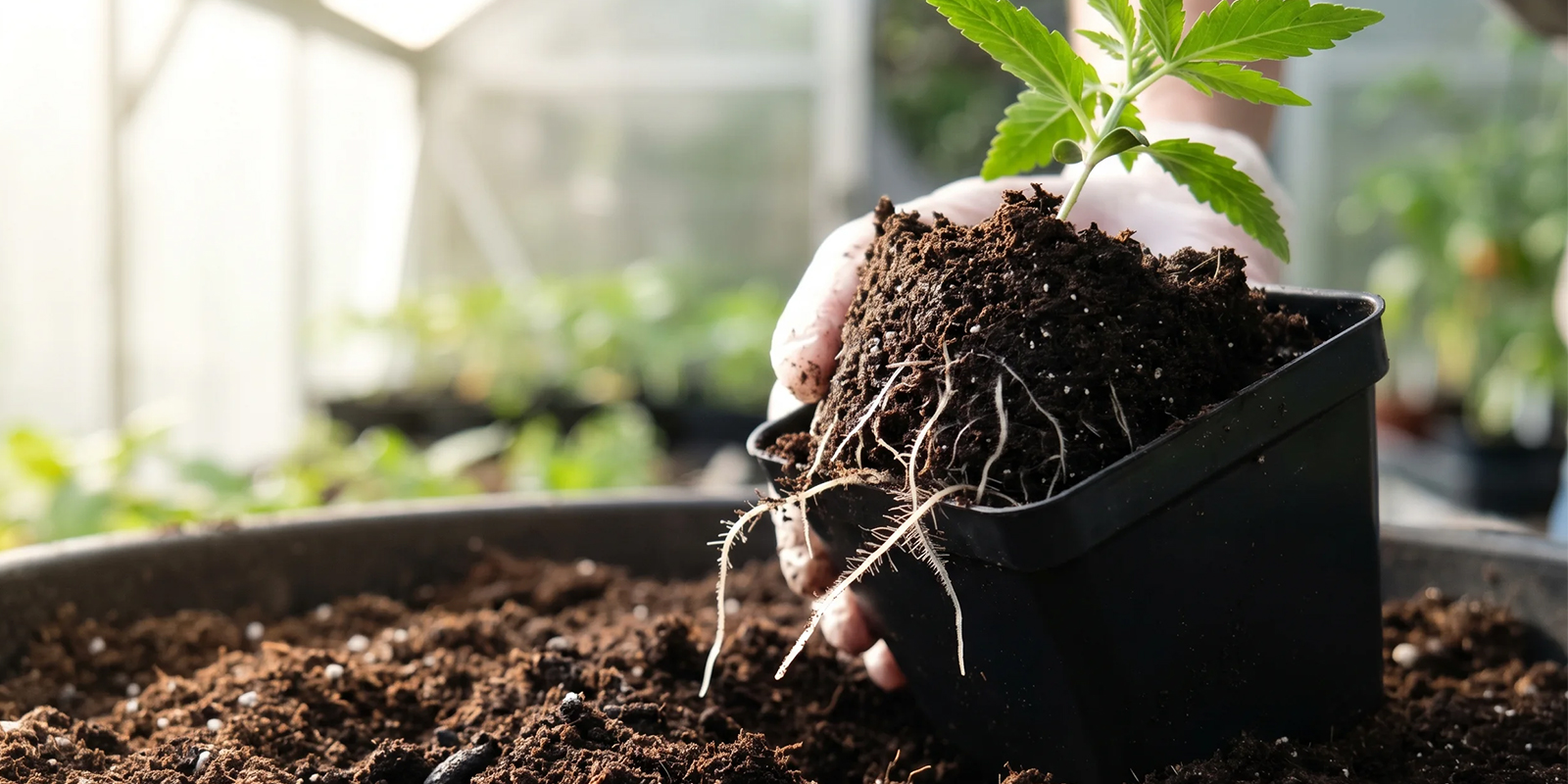 Varför plantera om cannabis? Varför plantera om cannabis?