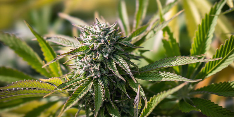 Säkerställ snabb tillväxt för dina cannabisplantor Säkerställ snabb tillväxt för dina cannabisplantor