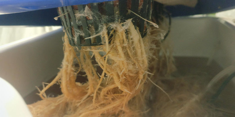Rotproblem Root problems