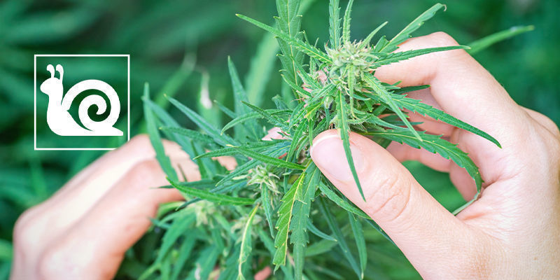 Långsam cannabistillväxt: orsaker och hur du åtgärdar det Långsam cannabistillväxt: orsaker och hur du åtgärdar det