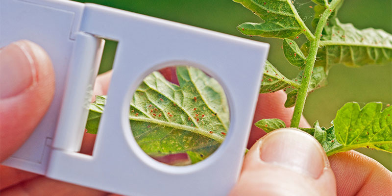 Spinnkvalster: behandla snabbt Spider Mites: Best Treated Fast