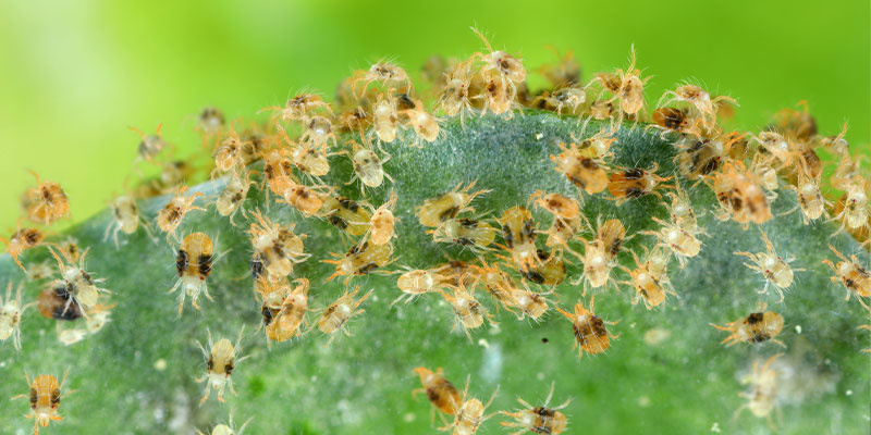 Hur ser spinnkvalster ut? What Do Spider Mites Look Like?