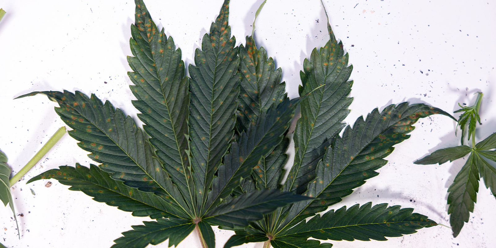 Orsaker till bruna fläckar på cannabisblad Orsaker till bruna fläckar på cannabisblad