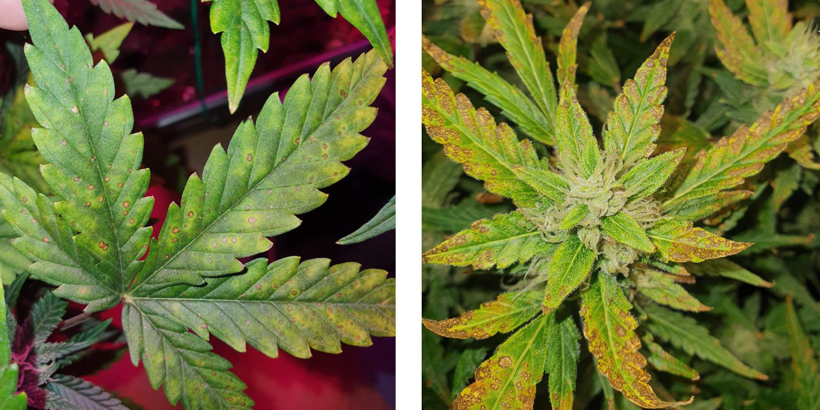 Solblad vs sockerblad Fan leaves vs sugar leaves