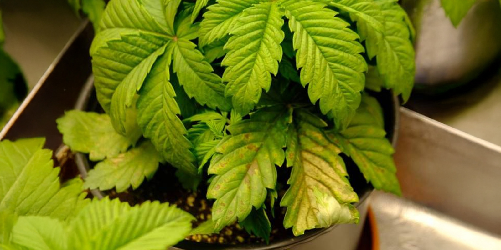 Övervattning och rotproblem Overwatering and root problems