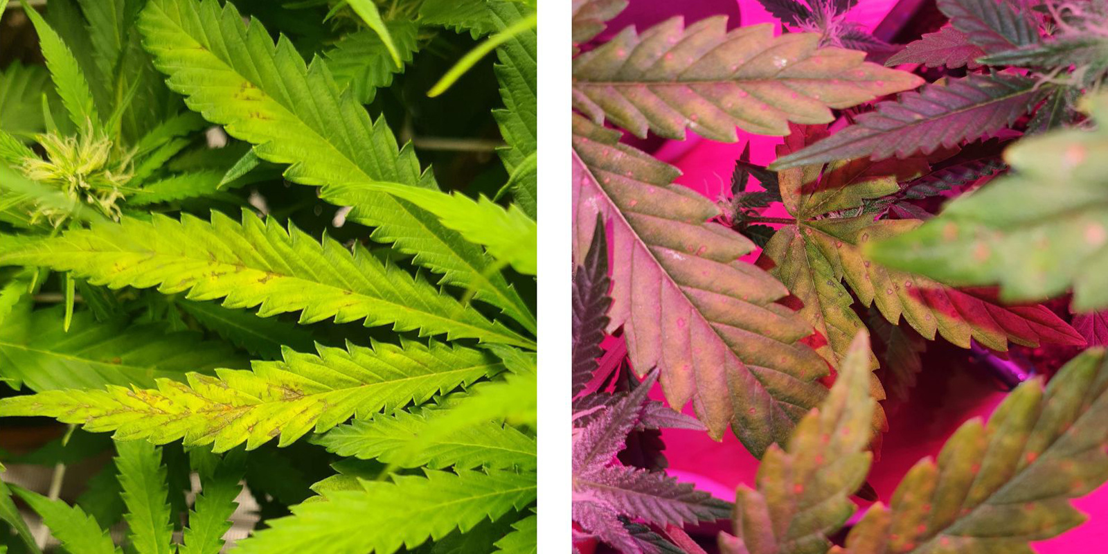 Övre kontra nedre tecken på plantan Upper vs lower plant signs
