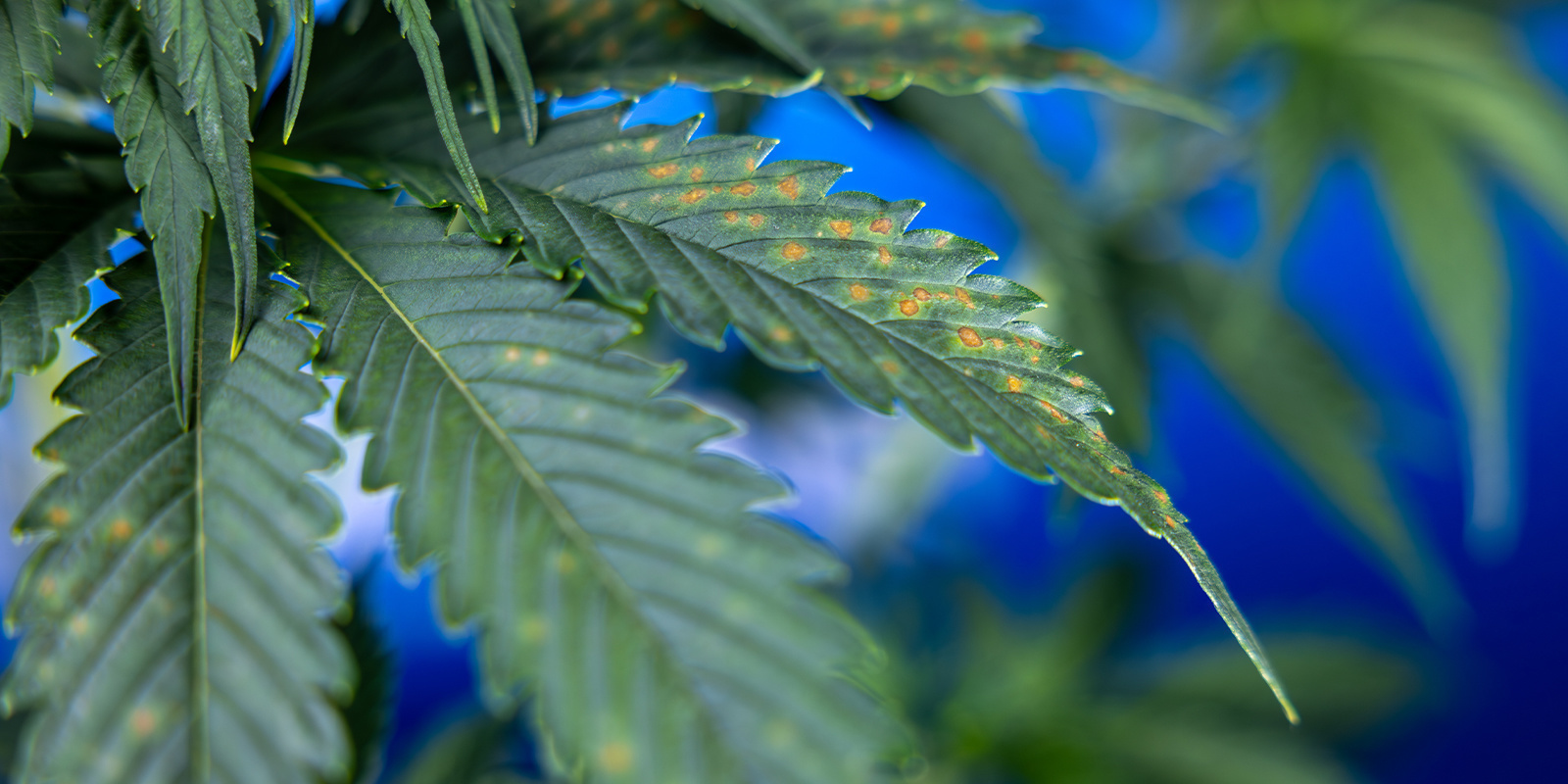 Vad betyder bruna fläckar på cannabis? What do brown spots mean on cannabis?