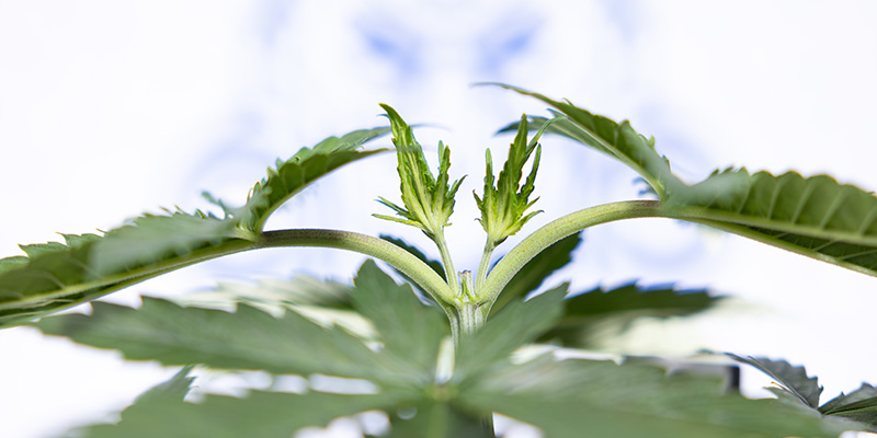 Kan man toppa Autoflower? Can you top autoflowers?