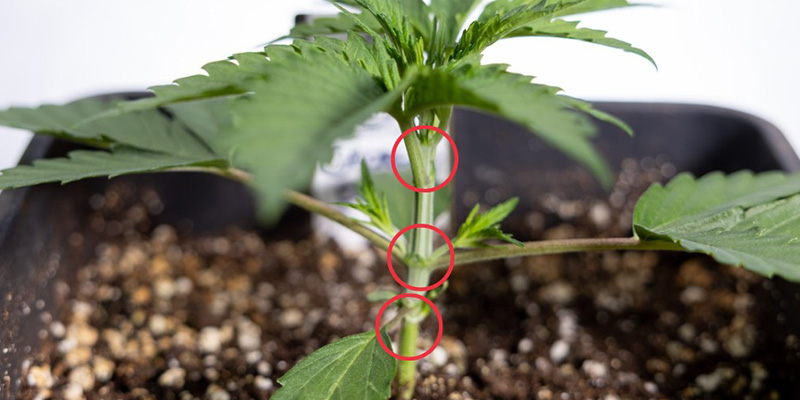 Kontrollera att plantan är frisk och har 3–4 noder Kontrollera att plantan är frisk och har 3–4 noder