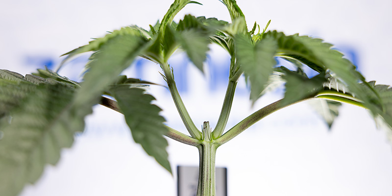 Ett snäpp vassare? Är toppning av Autoflower ditt nästa drag? Cut above the rest? Is topping autoflowers your next move?
