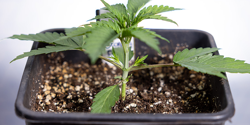 När ska man toppa Autoflower When to top autoflowers