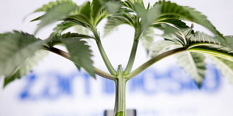 Varför toppning av autoflower är kontroversiellt Varför toppning av autoflower är kontroversiellt