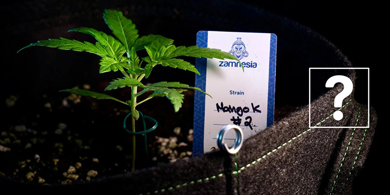 Kan man omplantera Autoflower? Kan man omplantera Autoflower?
