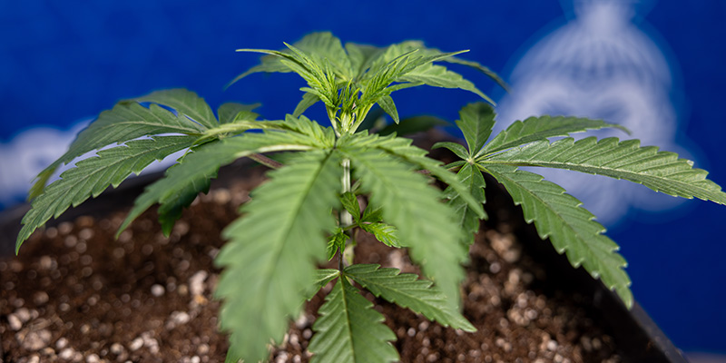 För- och nackdelar med att omplantera Autoflower För- och nackdelar med att omplantera Autoflower