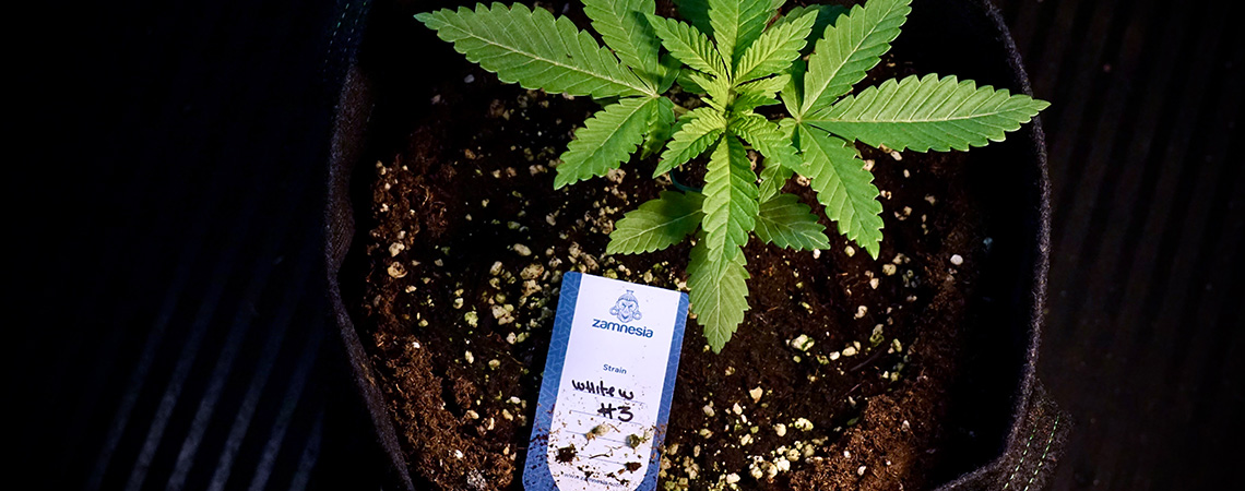 Omplantering av Autoflower: Smidiga steg för friska rötter Omplantering av Autoflower: Smidiga steg för friska rötter